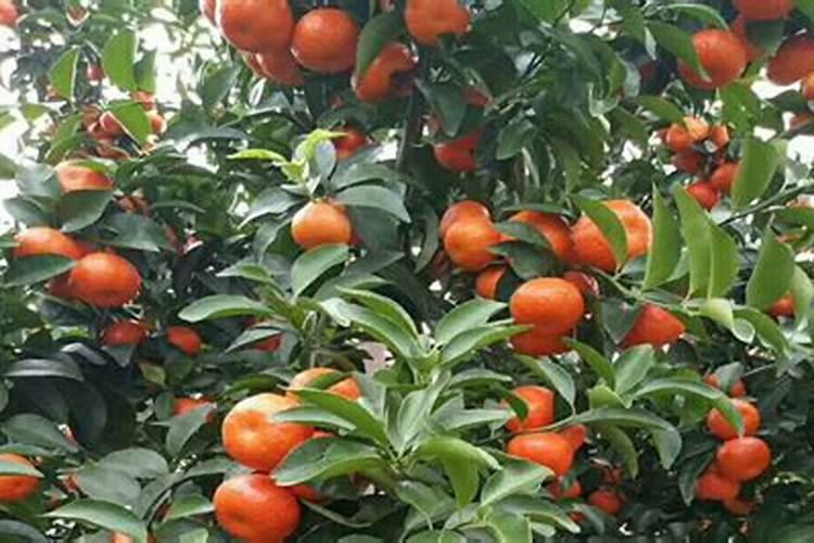 草莓用什么肥料最好