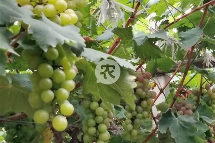 葡萄全年施肥方法