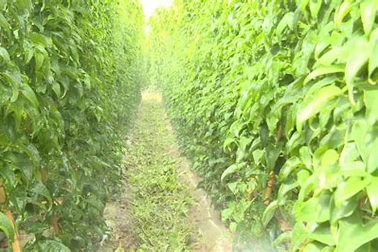 施用氮肥过多对植物有什么影响