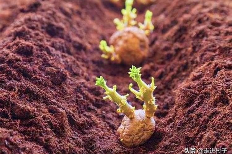 土豆能打芸苔素吗