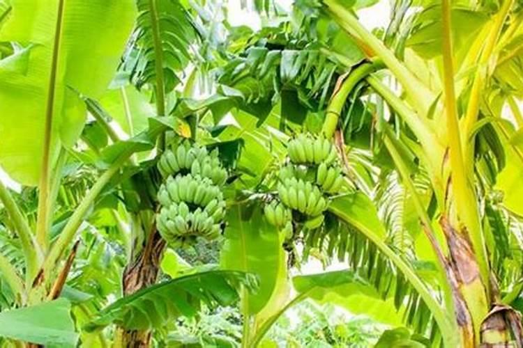 香蕉用什么肥料好