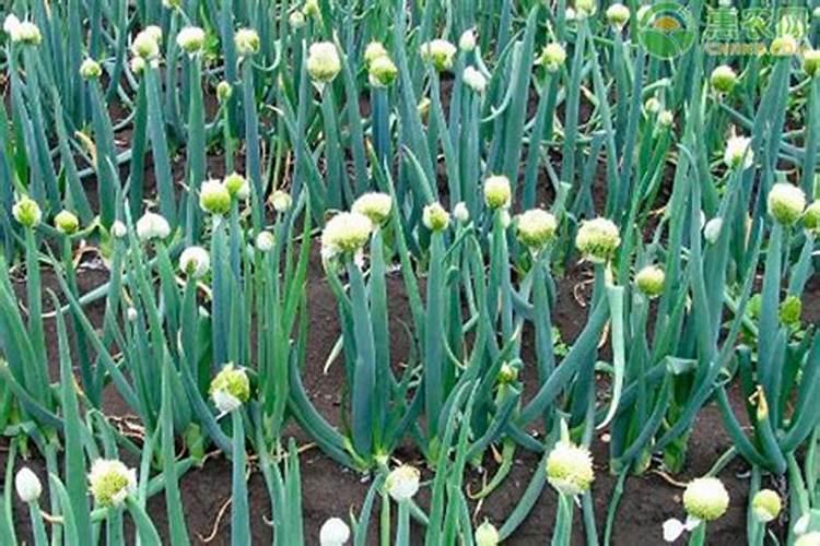 大葱什么时候追肥合适