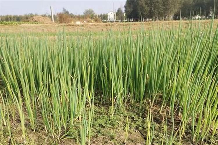 葱苗施什么肥最好