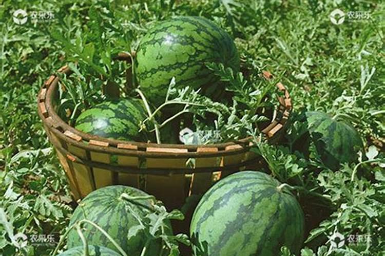 种西瓜用什么肥料？最新西瓜施肥技术指导!