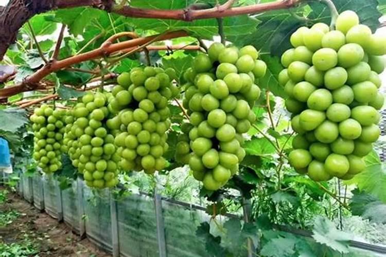 春季麦田撒尿素注意什么？