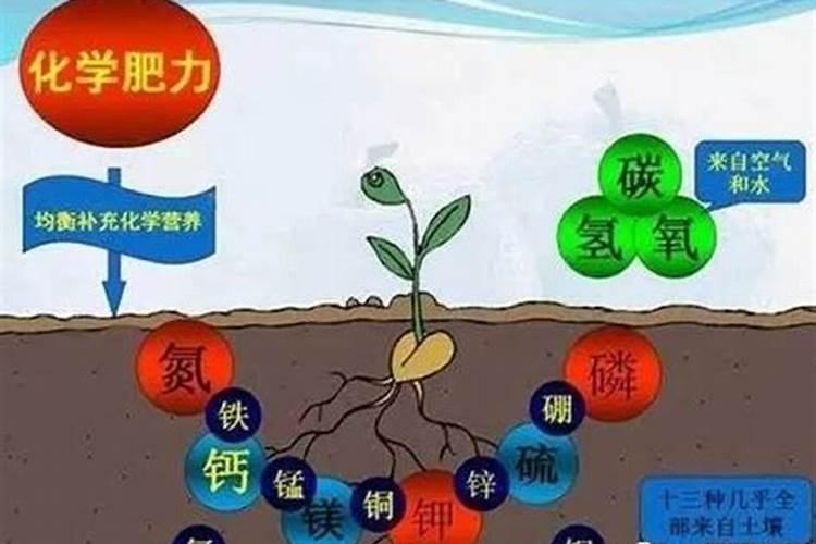 种植甘蓝应该施什么肥？应该如何施肥？