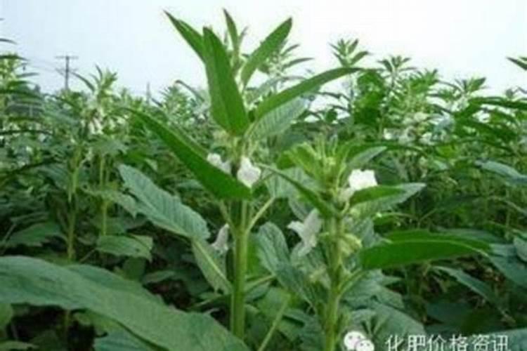 种芝麻用什么肥料好