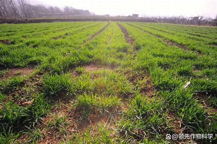种烤烟用什么肥料好？