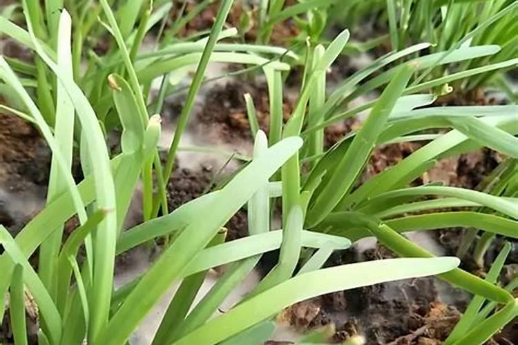韭菜地长青苔怎么回事问