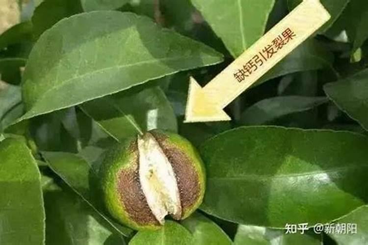 芸苔素内酯能促进果树提前萌芽吗 ？