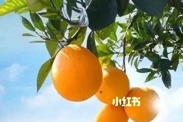 黄豆叶面肥什么时打合适,喷药有什么技巧