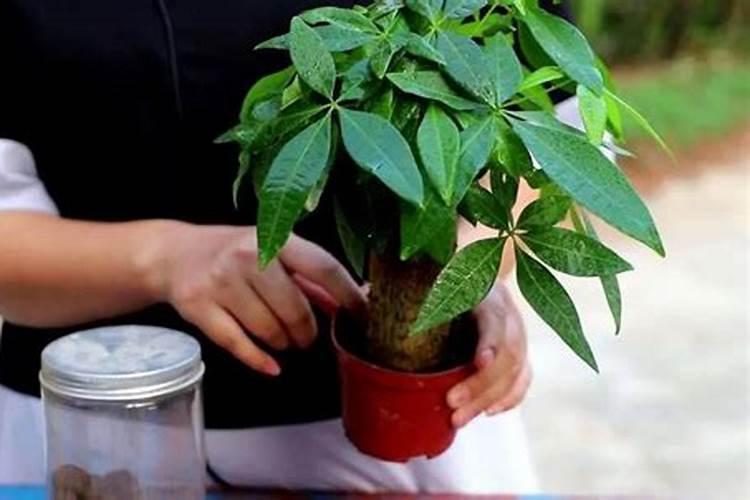 大蒜施什么肥料好？什么时候用肥比较好？用什么化肥好？