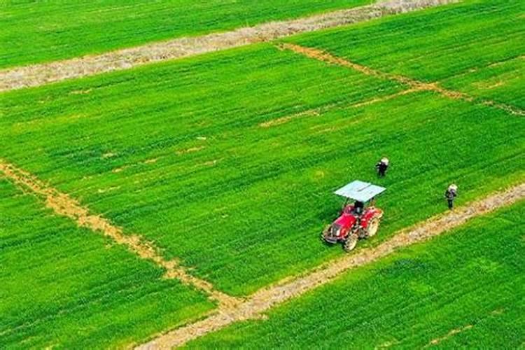 三十斤水放几瓶盖玉米一号