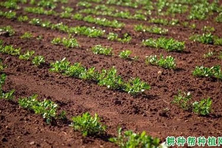 一亩地施多少尿素合适