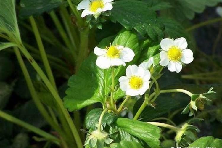 草莓初花期冲什么肥