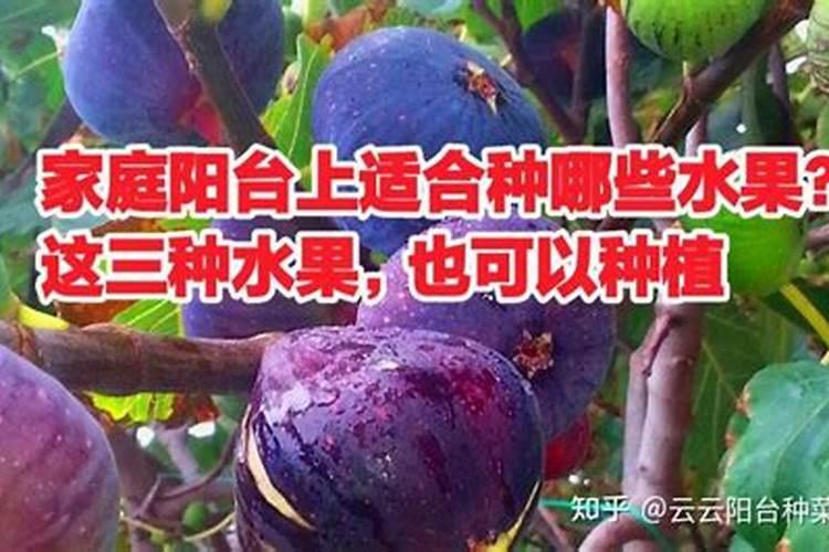 叶面肥浇花怎么使用