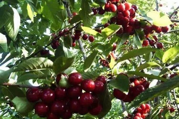 油菜开花期打什么药增产