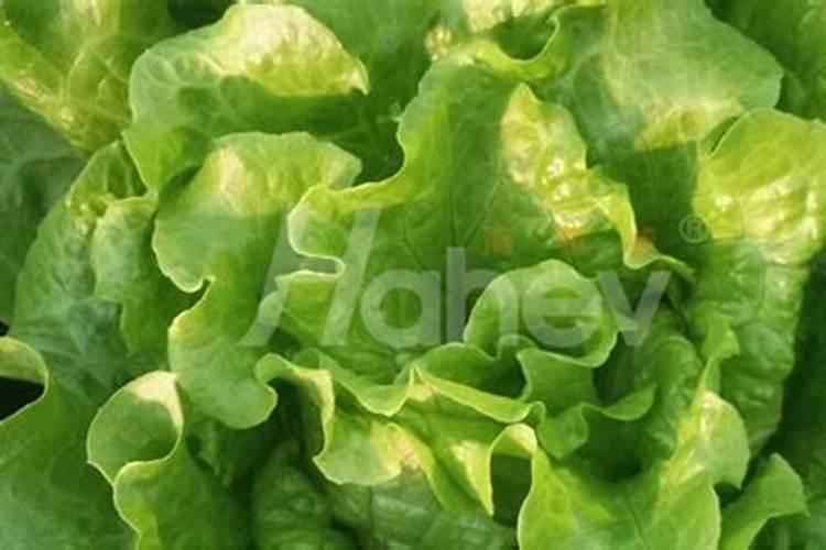 玉米控释肥能种小麦吗玉米地的复合肥能种小麦用吗？