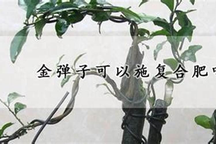 金弹子可以施复合肥吗