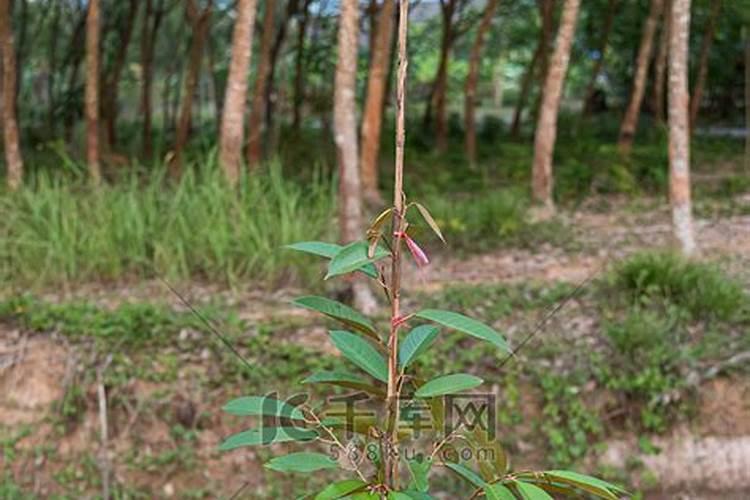 榴莲的种植要哪些条件