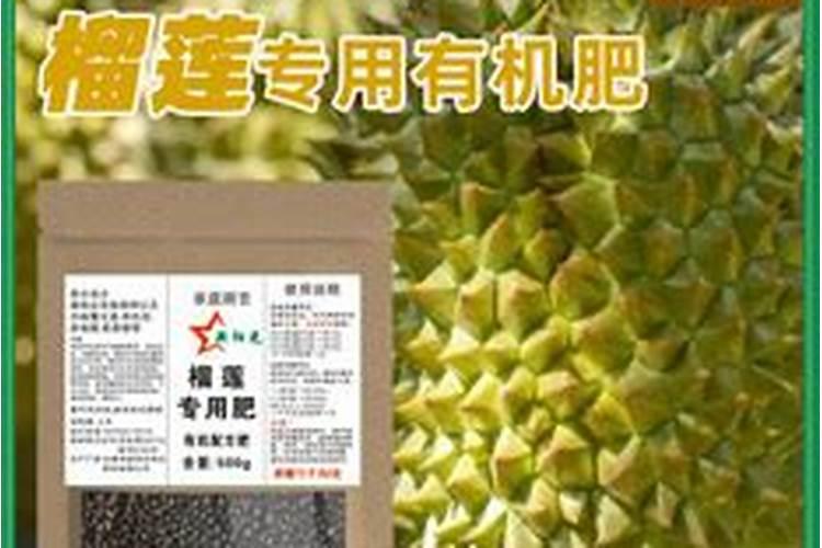 榴莲树苗北方可以种吗