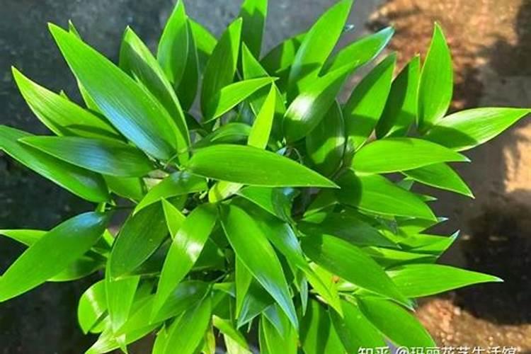 菜籽饼可以直接埋地里施肥吗(菜籽饼需要发酵多久做肥料)