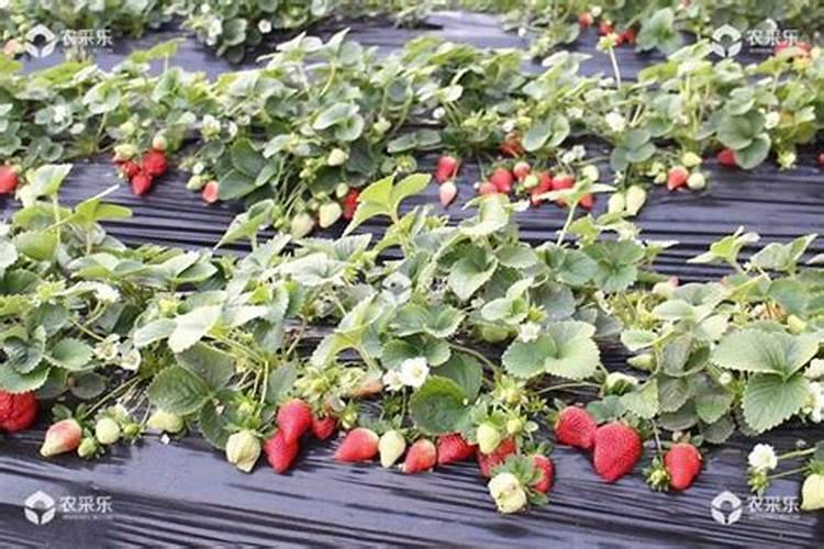 葡萄缺素如何弥补