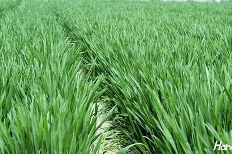 浇返青水上什么肥料