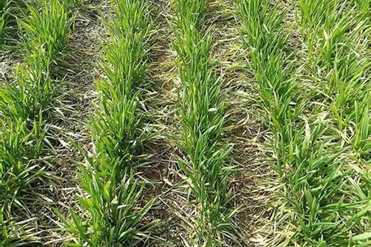 小麦亩产1600斤的施肥方案