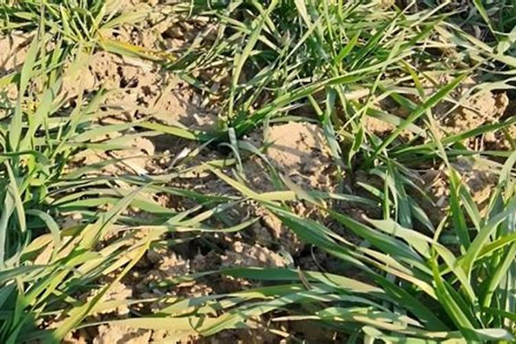 植物缺素症基本信息