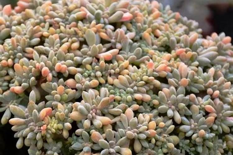 甜菜心腐病的防治方法