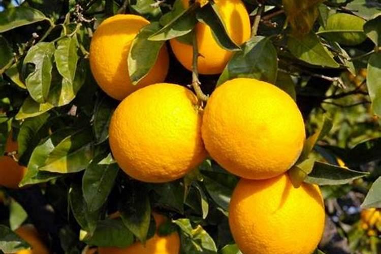 十月沃柑该施什么肥料？