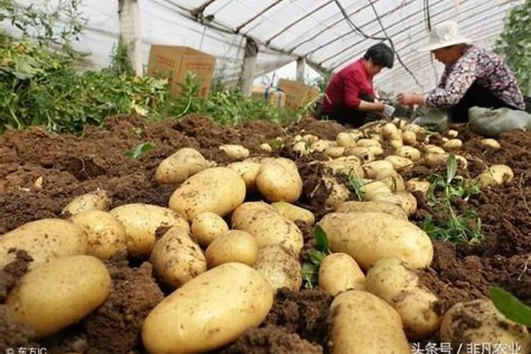 种一亩地土豆得多少钱: 种子需要多少钱 ,化肥需要多少钱,收益怎么样