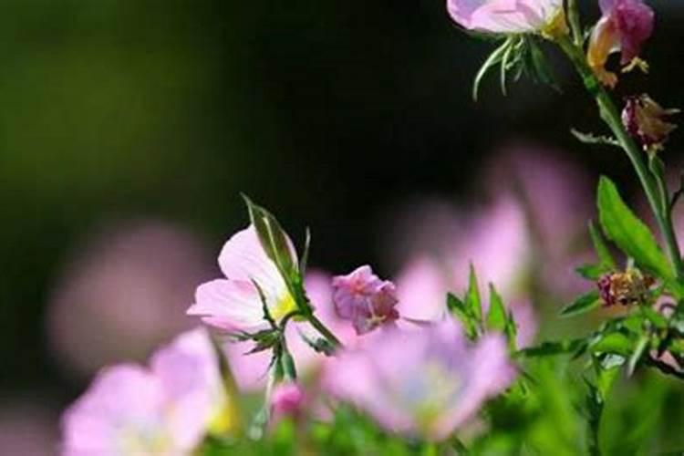 夏天能给花施肥吗