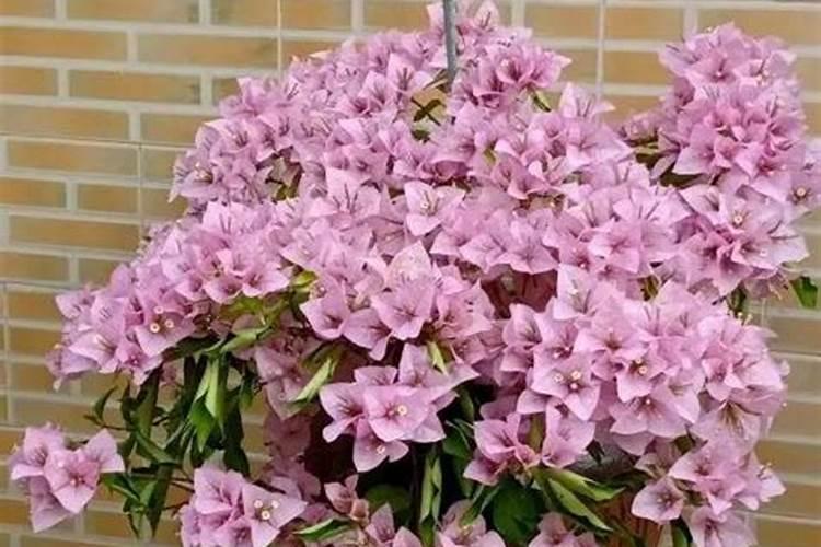 夏天能给花施肥吗