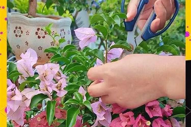 种花买哪些肥料