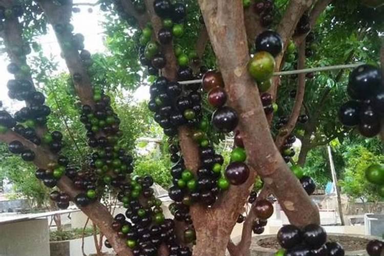 生根粉可不可以化在水里然后浇花花会不会死