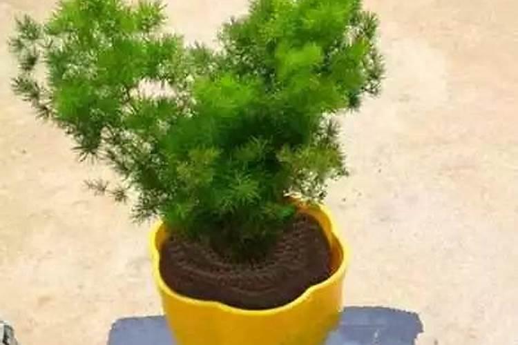 蓬莱松的养殖方法