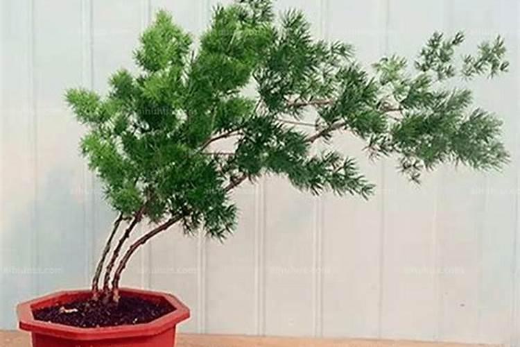 蓬莱松的养殖方法和注意事项
