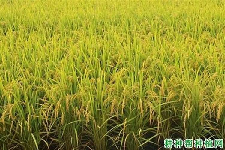 氮肥是什么,怎样配置？