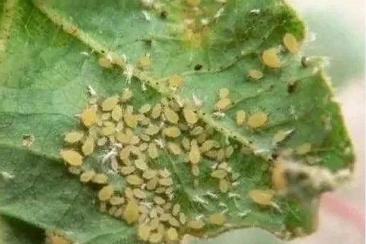 冲施肥在樱桃上什么时间用