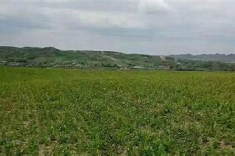 种植沉香树小苗要怎样才能管理好？