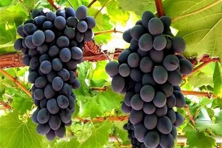 茄子浇水的正确方法