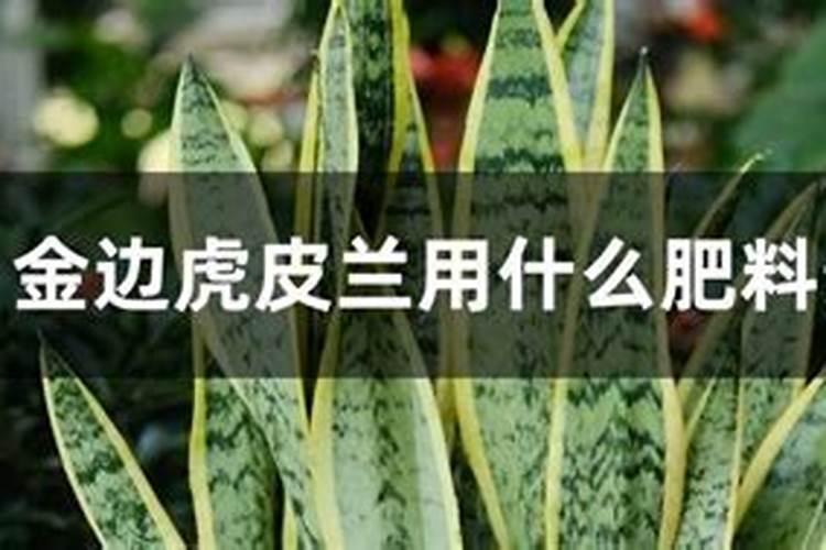 怎样给葡萄喷肥才能效果达到最好？