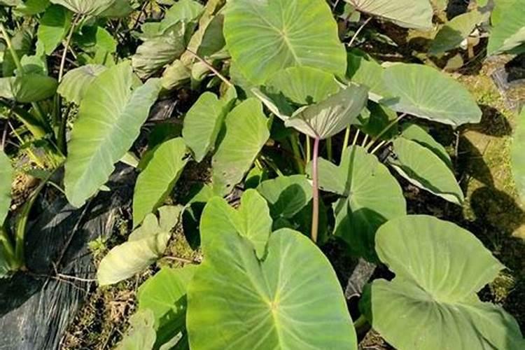 花生初花期用什么肥料