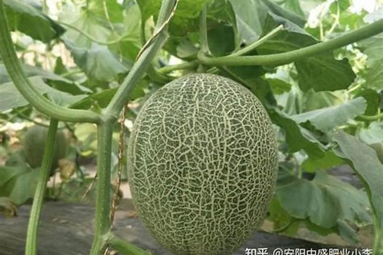 哈密瓜需要用哪种肥料？如何让哈密瓜实现高产？