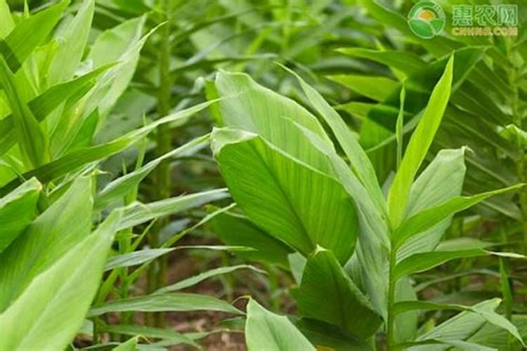 氯化钾能给莲菜上吗？