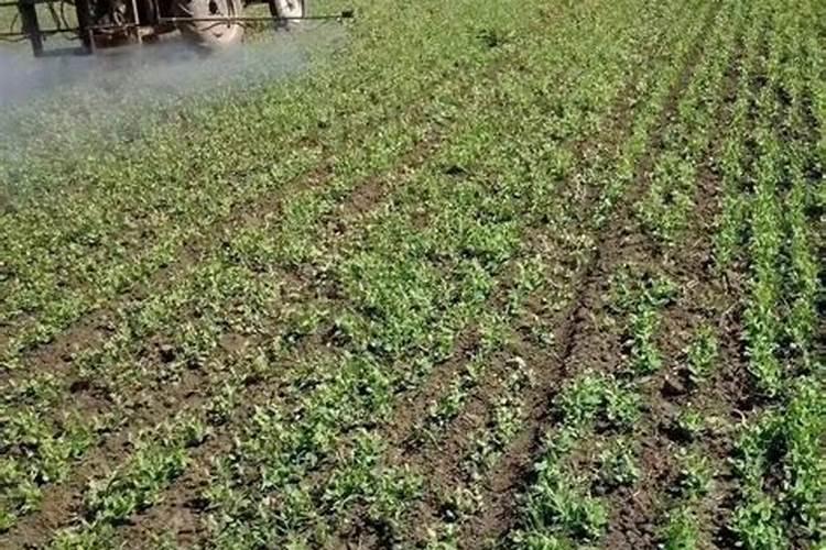 黄腐酸钾最佳使用方法
