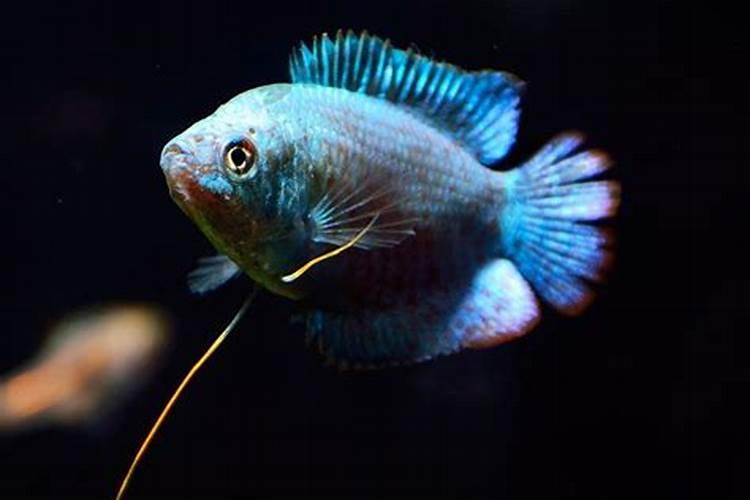 用白醋怎么浇栀子花