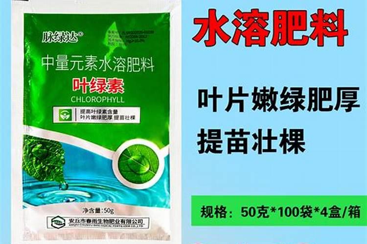 月季花这样施肥,开得更艳